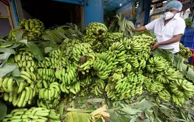 Banana exports from Burhanpur set to rise