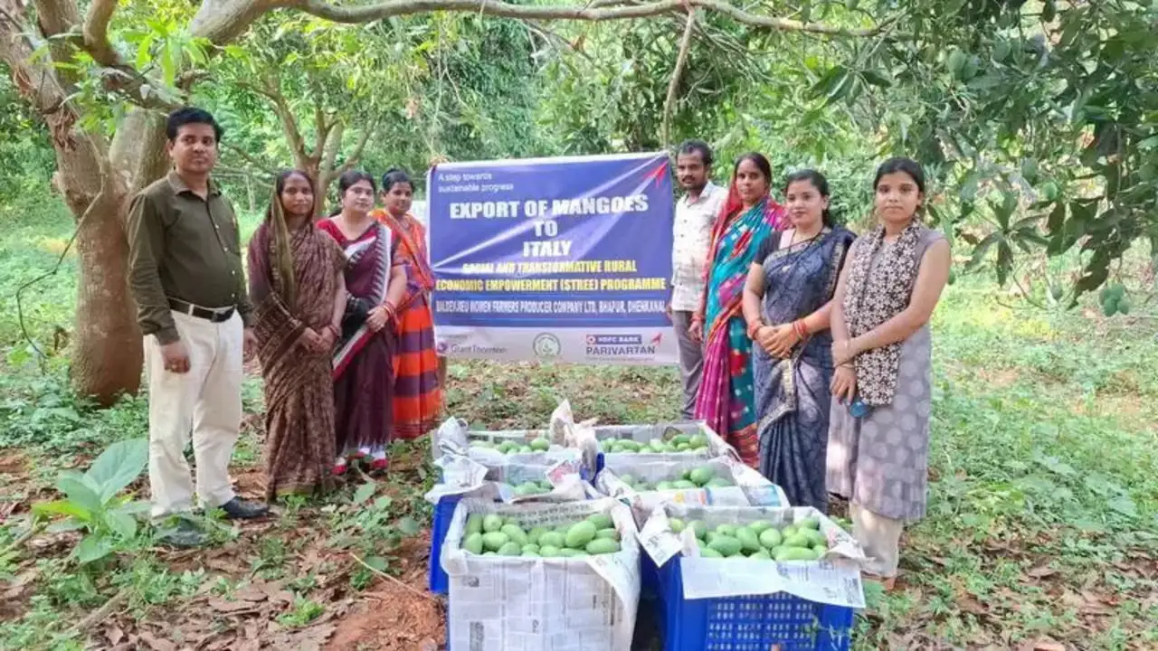 Amrapali mangoes Now exported to Europe with help from APEDA&nbsp;